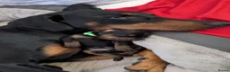 Dobermann dogs for sale: KC registered litter of 5 Dobermann puppies - Advert 26