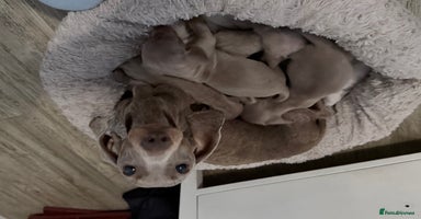 Miniature Dachshund dogs Miniature dachshund  - Advert 16