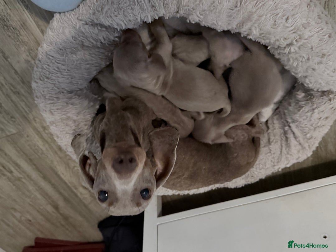 Miniature Dachshund dogs for sale: Miniature dachshund  - Image 6