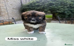 Saint Bernard dogs for sale: Outstanding Mini Saint Bernadoodle Puppies - Image 15