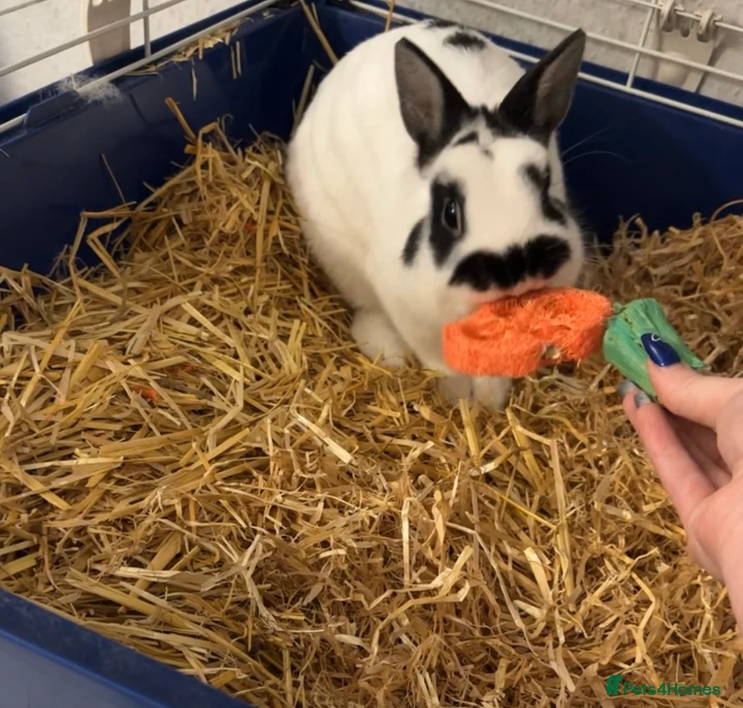Dwarf Hotot rabbits for sale: Male Dwarf hotot rabbit in Scarborough - Advert 2