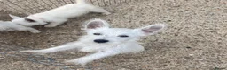 West Highland Terrier dogs for sale: Beautiful west highland terrier puppy’s  - Advert 6