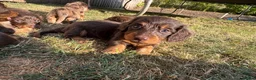 Miniature Dachshund dogs for sale: Long Haired Miniature Dachshund  - Advert 4