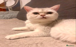 British Shorthair cats for sale: Lovely British Shorthair Neutered Girl  - Image 5