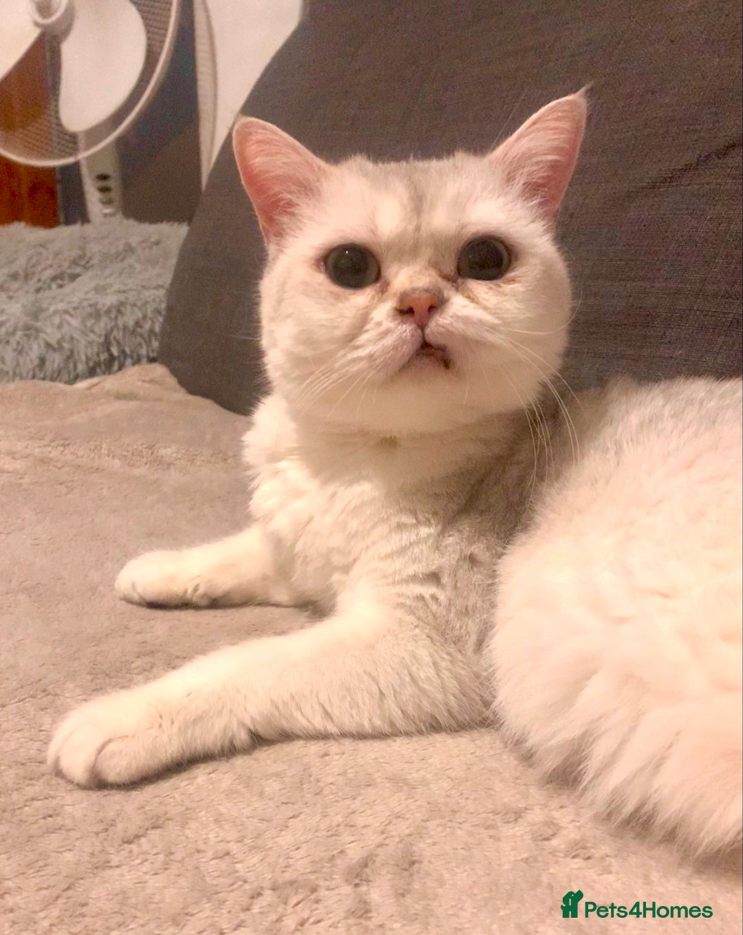 British Shorthair cats for sale: Lovely British Shorthair Neutered Girl  - Image 5
