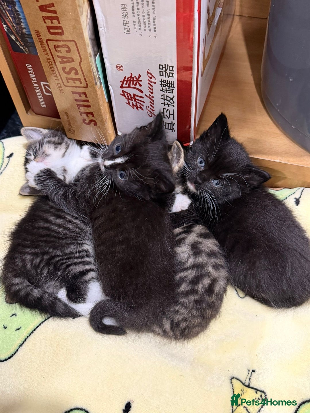 Mixed Breed cats for sale: Beautiful female kitten looking for new home - Advert 7