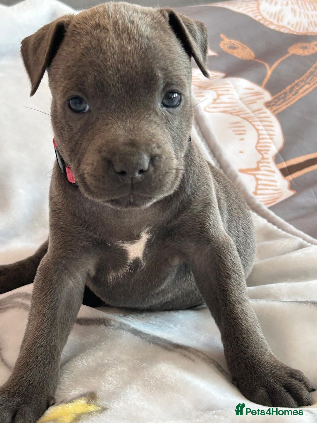 Staffordshire Bull Terrier dogs Staff puppies 2 girls  - Advert 1