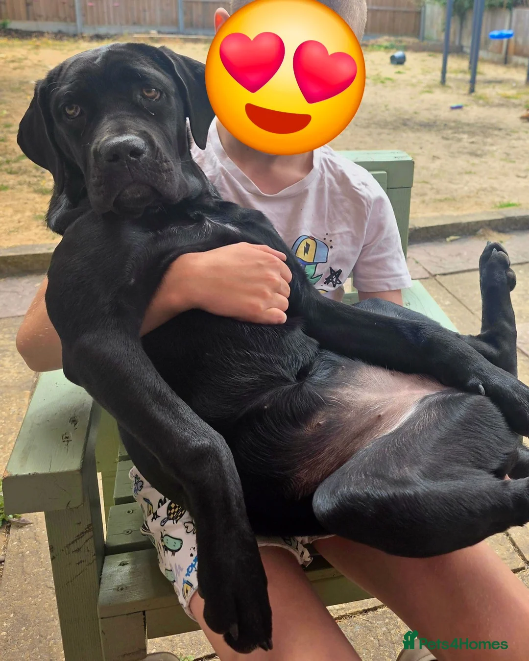 Cane Corso dogs for sale: Poppy in Retford - Advert 2