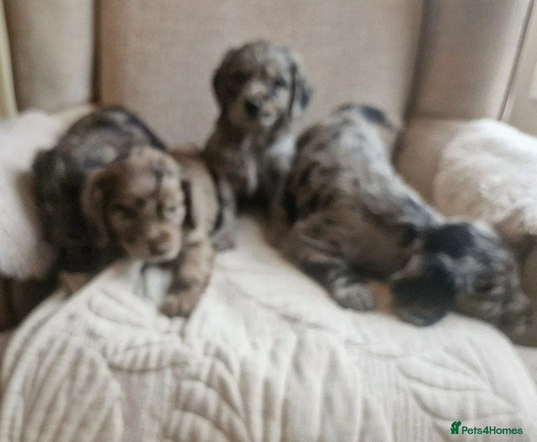 Cocker Spaniel dogs for sale: Mixed litter of Cocker Spaniel puppies  - Advert 24