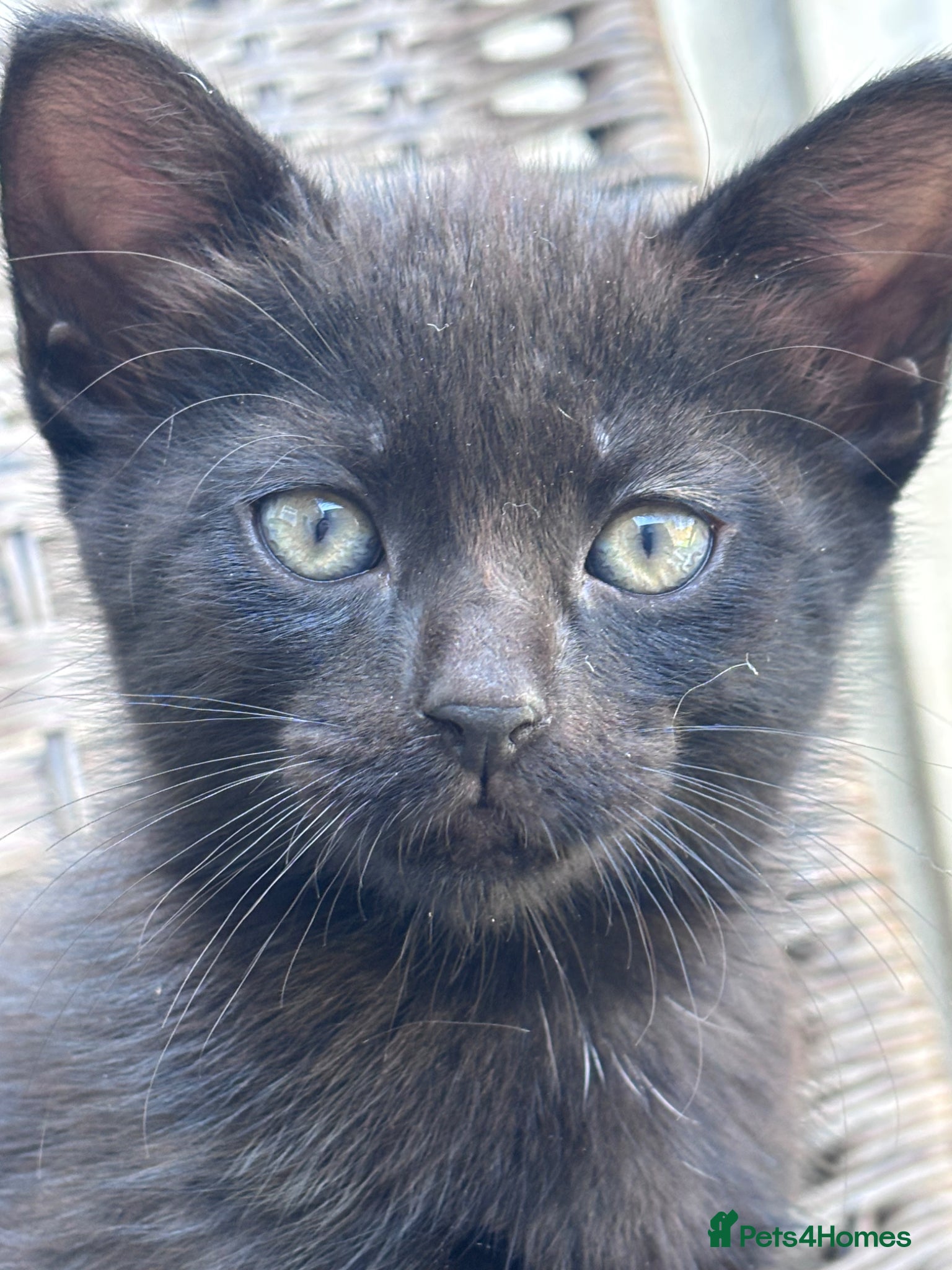 Mixed Breed cats ✨ 🐾 Black and Blue part Maine Coon kittens 🐾✨ - Advert 13