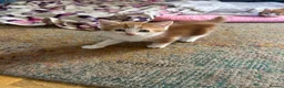 Mixed Breed cats for sale: Ginger and white kittens for sale - Advert 2