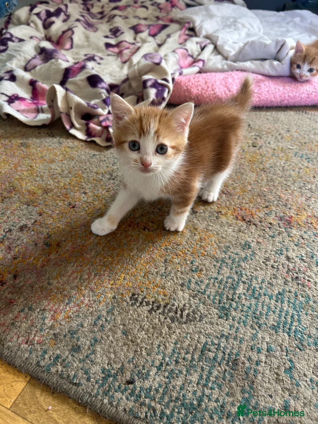 Mixed Breed cats for sale: Ginger and white kittens for sale - Advert 2