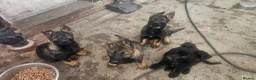 German Shepherd dogs for sale: Working lime German Scheperd puppies - Advert 10