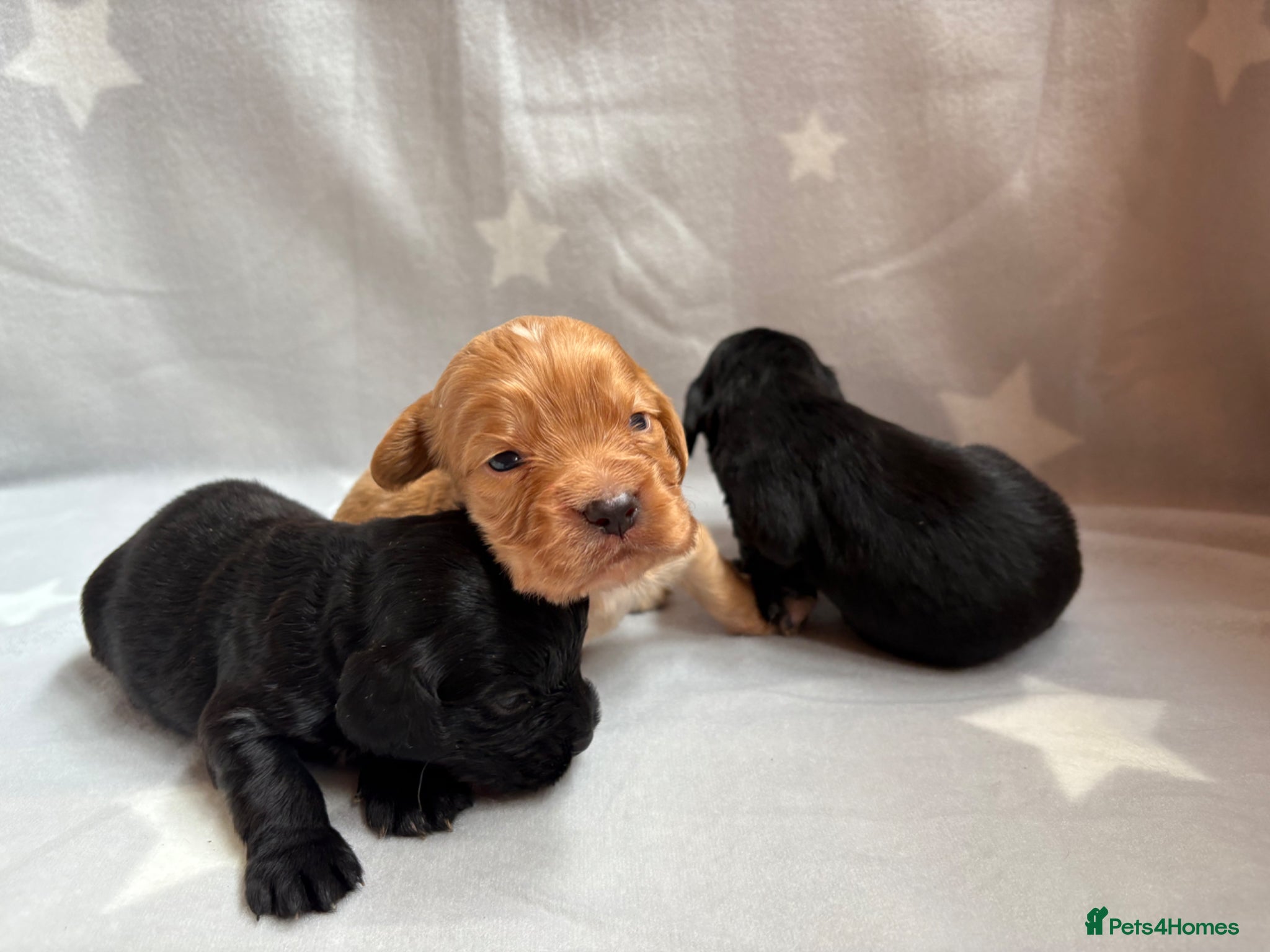 Cocker Spaniel dogs for sale: Stunning Working Cocker spaniels  - Advert 7