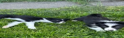 Border Collie dogs for sale: ISDS registered border collie puppies  - Advert 12