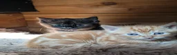 Mixed Breed cats for sale: 2 Bengal/Norwegian forest Kittens  - Advert 13