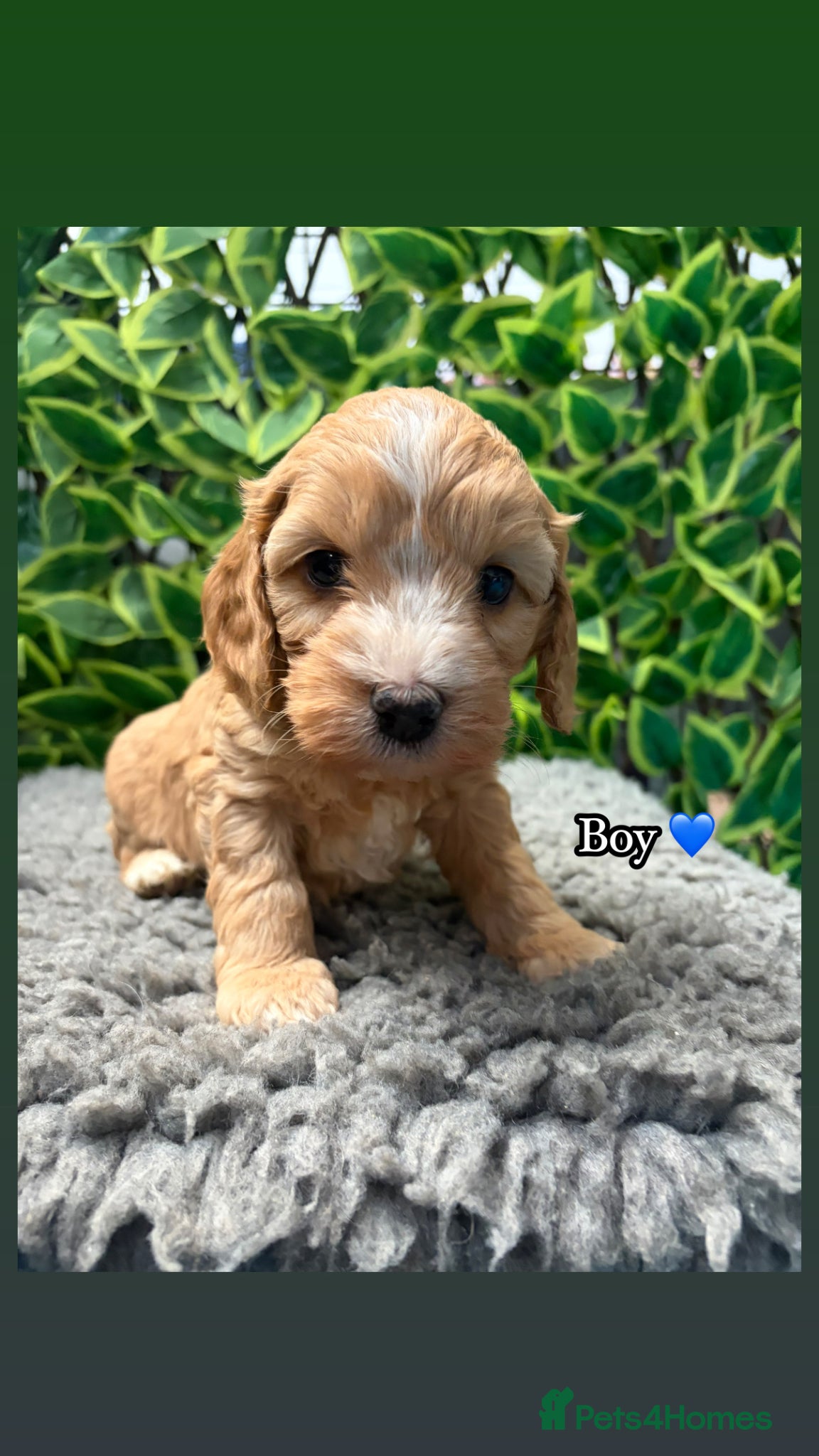 Cockapoo dogs 🌸 Stunning Multicoloured Cockapoos💙 - Advert 2