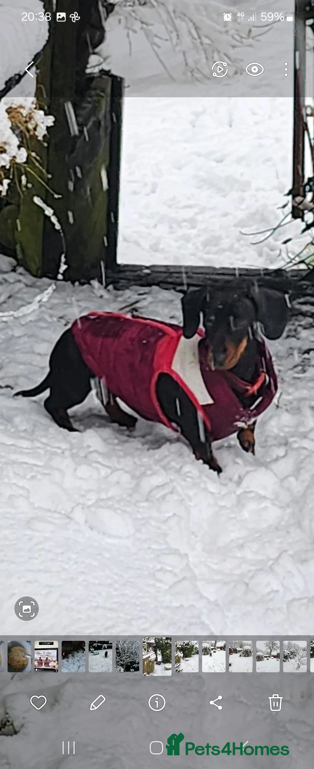 Chiweenie dogs for sale: Beautiful chiweenies  - Advert 1