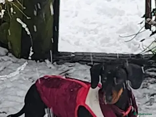 Chiweenie dogs Beautiful chiweenies - Advert 1