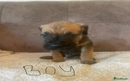 Cane Corso dogs for sale: Gorgeous cane corso - Image 14
