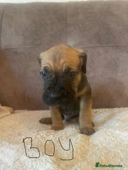 Cane Corso Puppy 9