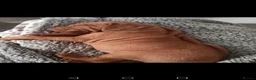 Hungarian Vizsla dogs for sale: 1 male KC registered Hungarian vizsla puppy  - Advert 12