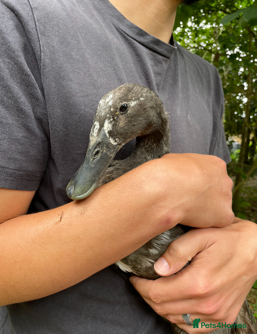 Ducks poultry for sale: Friendly Indian Runner drake ******!  - Image 3