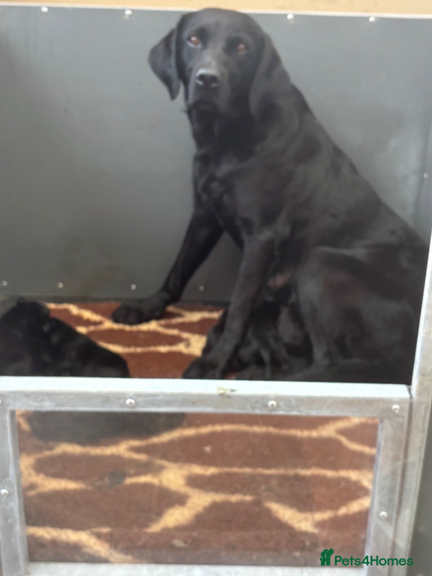 Labrador Retriever dogs Northmeols kc reg working line Labrador puppies  - Advert 3