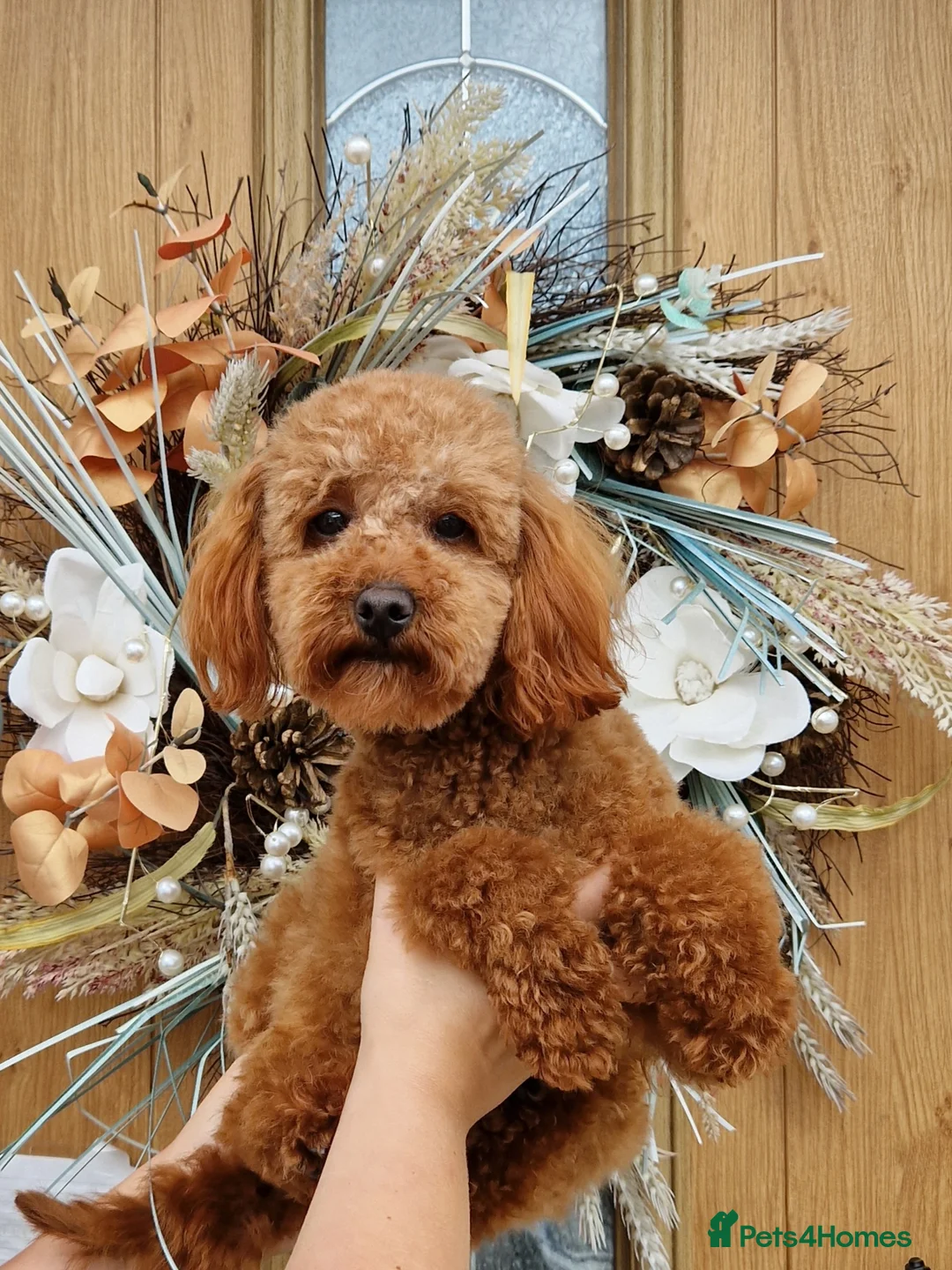 Toy Poodle dogs for stud: Toy poodle ,( stud only not for sale)  in Pontypool - Advert 4