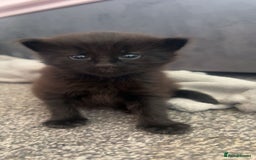 Mixed Breed cats for sale: 2 black male kittens ginger female  - Image 2