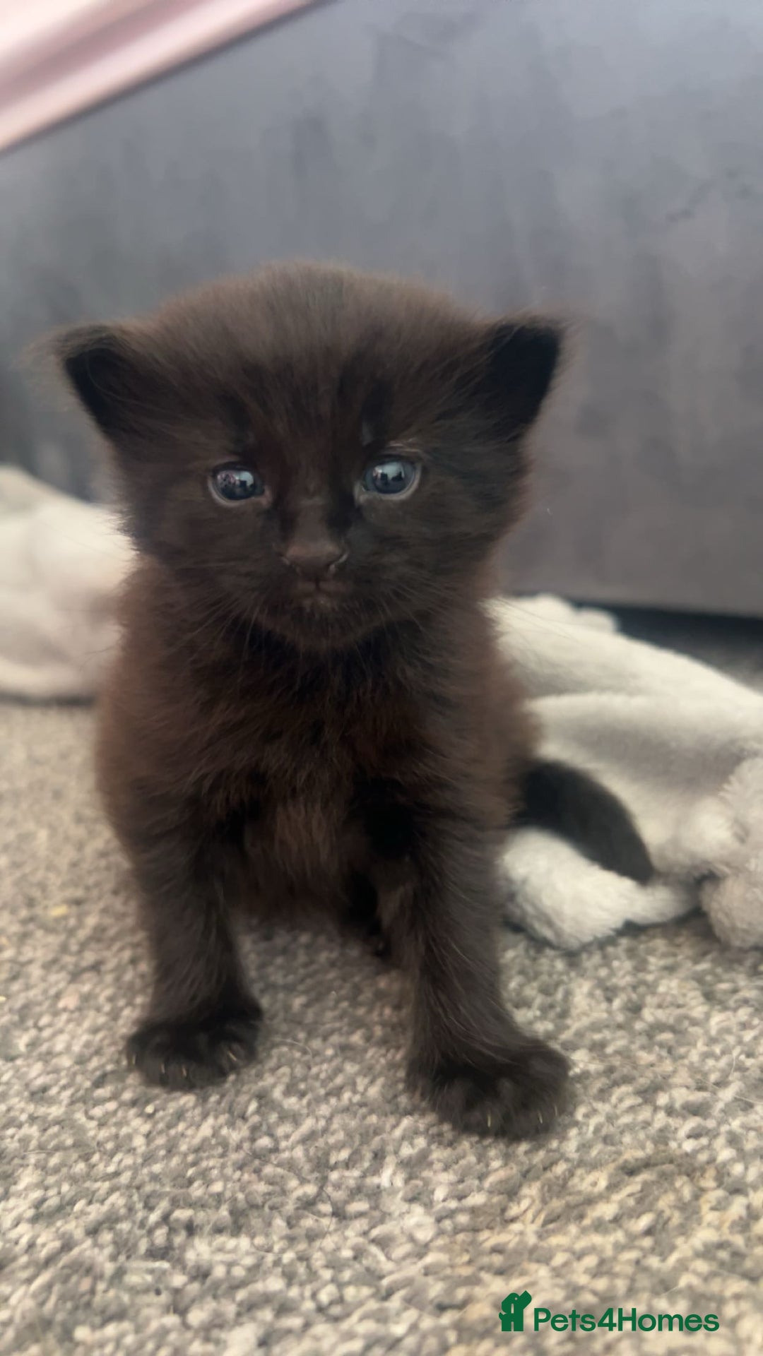 Mixed Breed cats for sale: 2 black male kittens ginger female  - Image 2