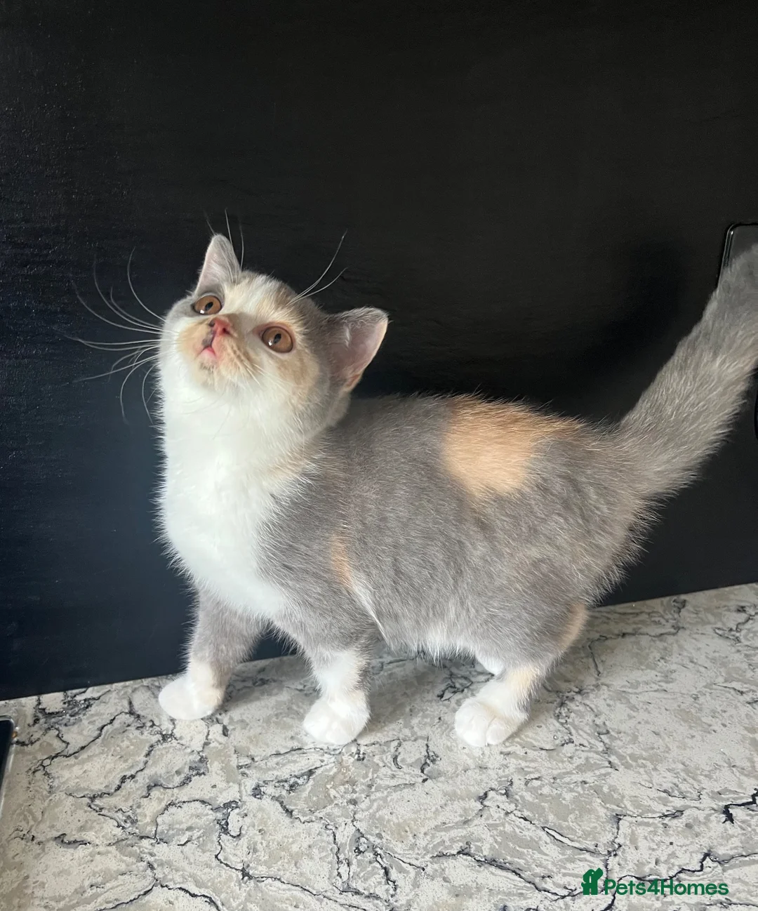 British Shorthair cats for sale: British Shorthair  - Advert 2
