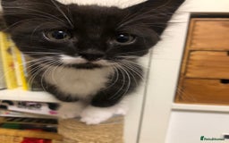 Mixed Breed cats for sale: siamese x siberian tuxedo kittens - Advert 17