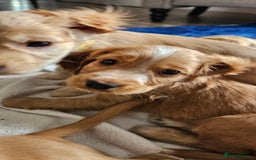 Cocker Spaniel dogs for sale: LAST 1l2: Show Cocker Spaniel Males 💛💚 - Image 16