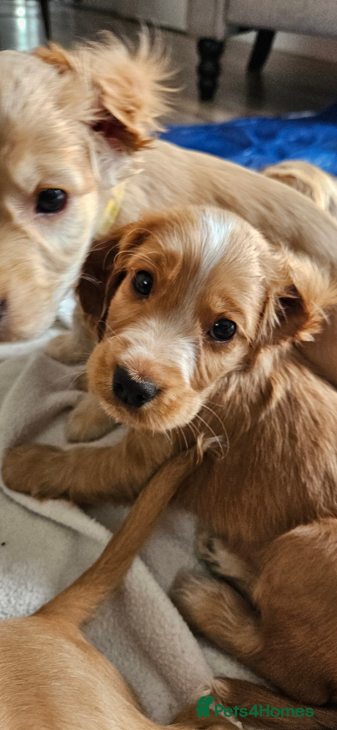 Cocker Spaniel dogs for sale: LAST 1l2: Show Cocker Spaniel Males 💛💚 - Image 16