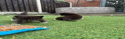 Ragdoll cats for sale: Ragdoll x - Advert 14