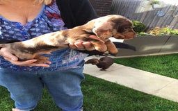 Dachshund dogs for sale: Miniature Dachshund (smooth Haired) - Image 4