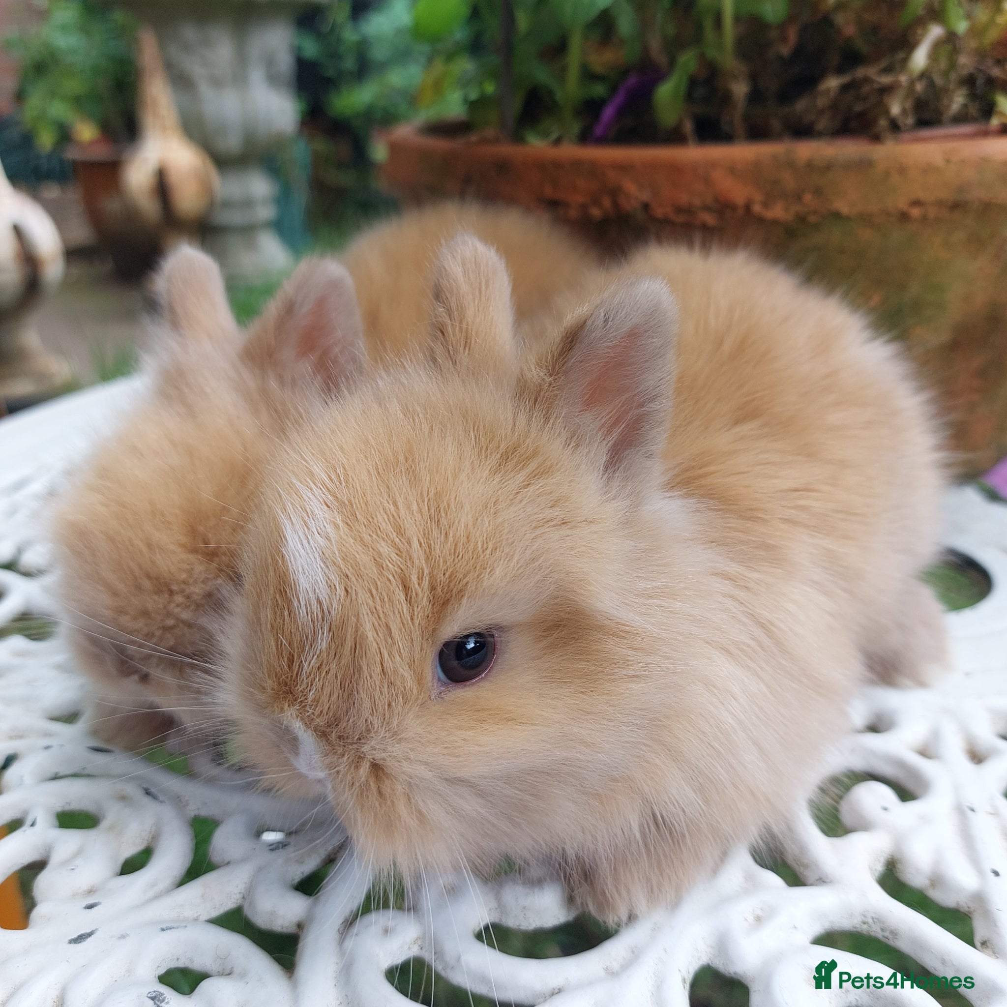 Netherland Dwarf rabbits NEATHERLAND DWARF BABIES  - Advert 1