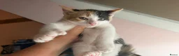 Mixed Breed cats for sale: Stunning polydactyl kittens - Advert 14