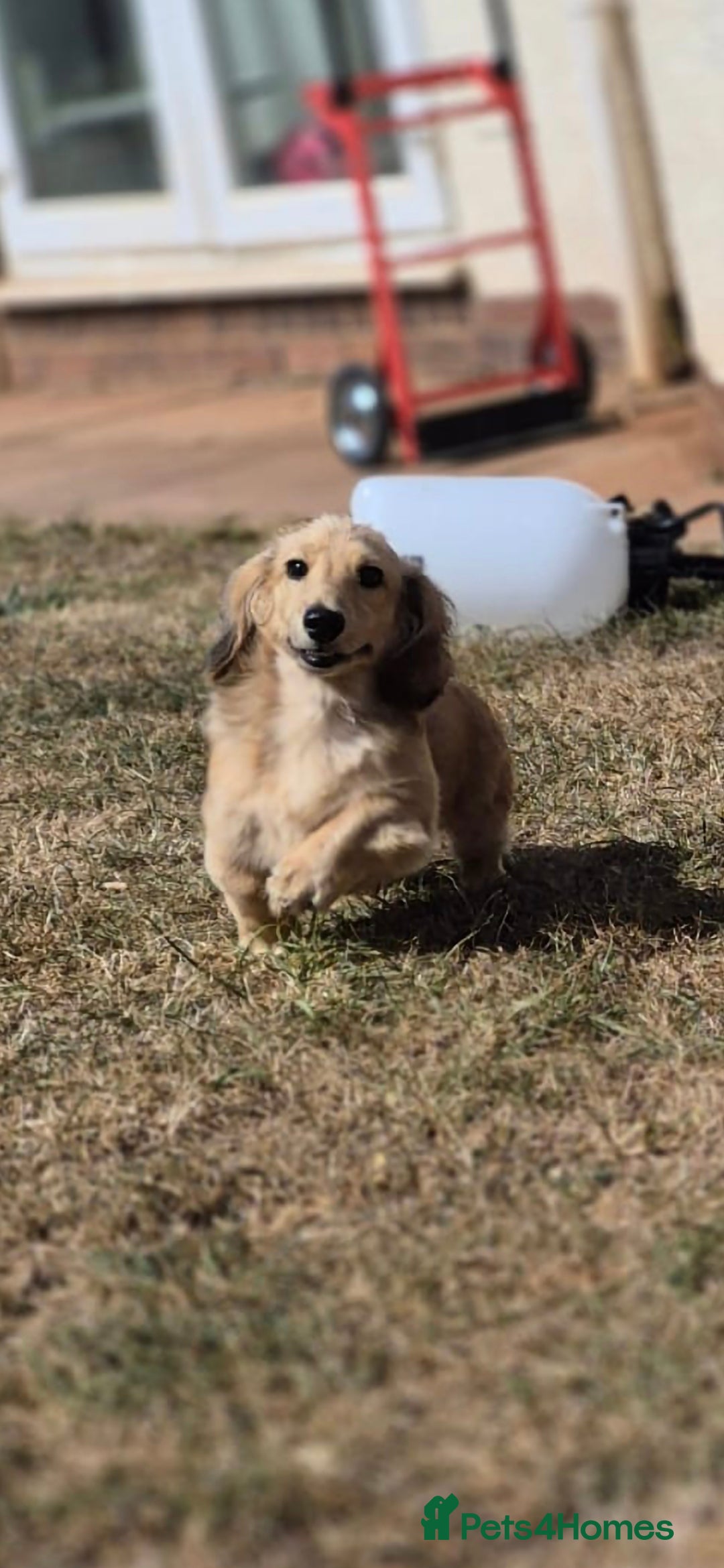 Miniature Dachshund dogs for sale: Long haired Shaded Cream Boy  in Banwell - Image 3