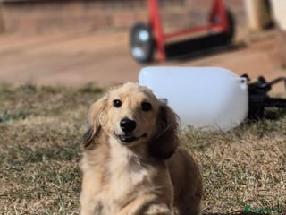 Miniature Dachshund dogs in Banwell - Advert 33