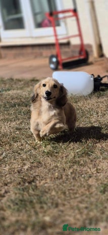 Miniature Dachshund dogs in Banwell - Advert 4