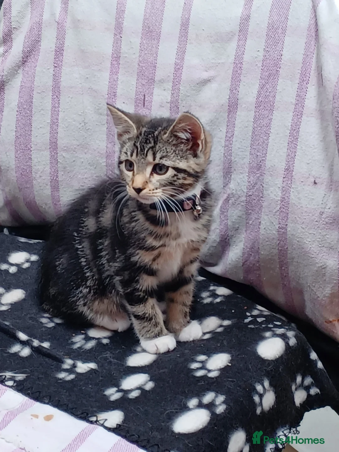 Mixed Breed cats for sale: Playful and gorgeous kittens - Advert 13