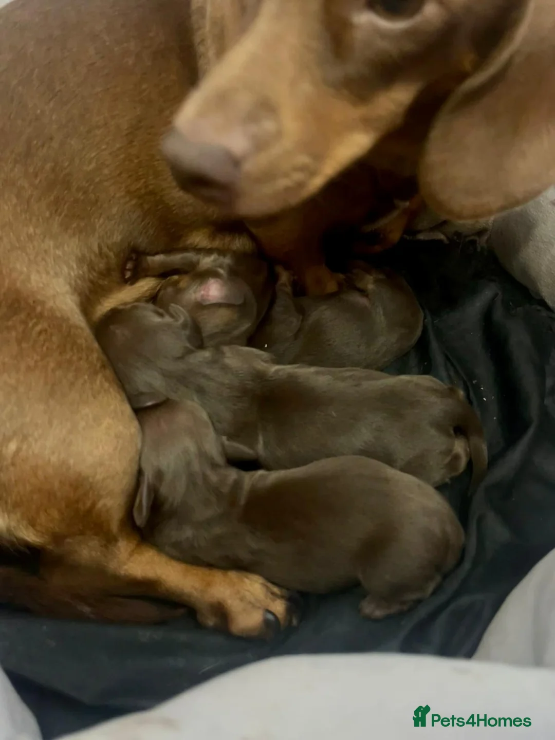 Miniature Dachshund dogs for stud: TINY KC REG HEREDITARY PRA CLEAR PROVEN in Pontefract - Advert 17