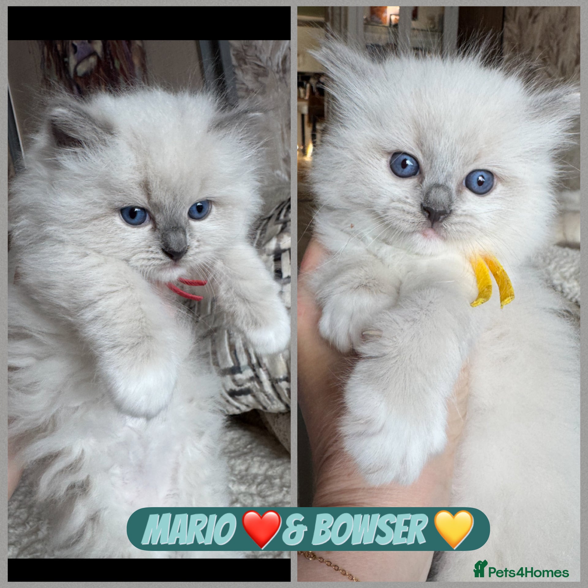 Ragdoll cats 🏆Gccf stunning ragdoll kittens (GRCH PARENTS 🥇) - Advert 1