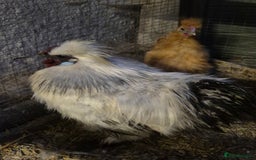 Hens poultry for sale: Silkie Cockerels - Image 3