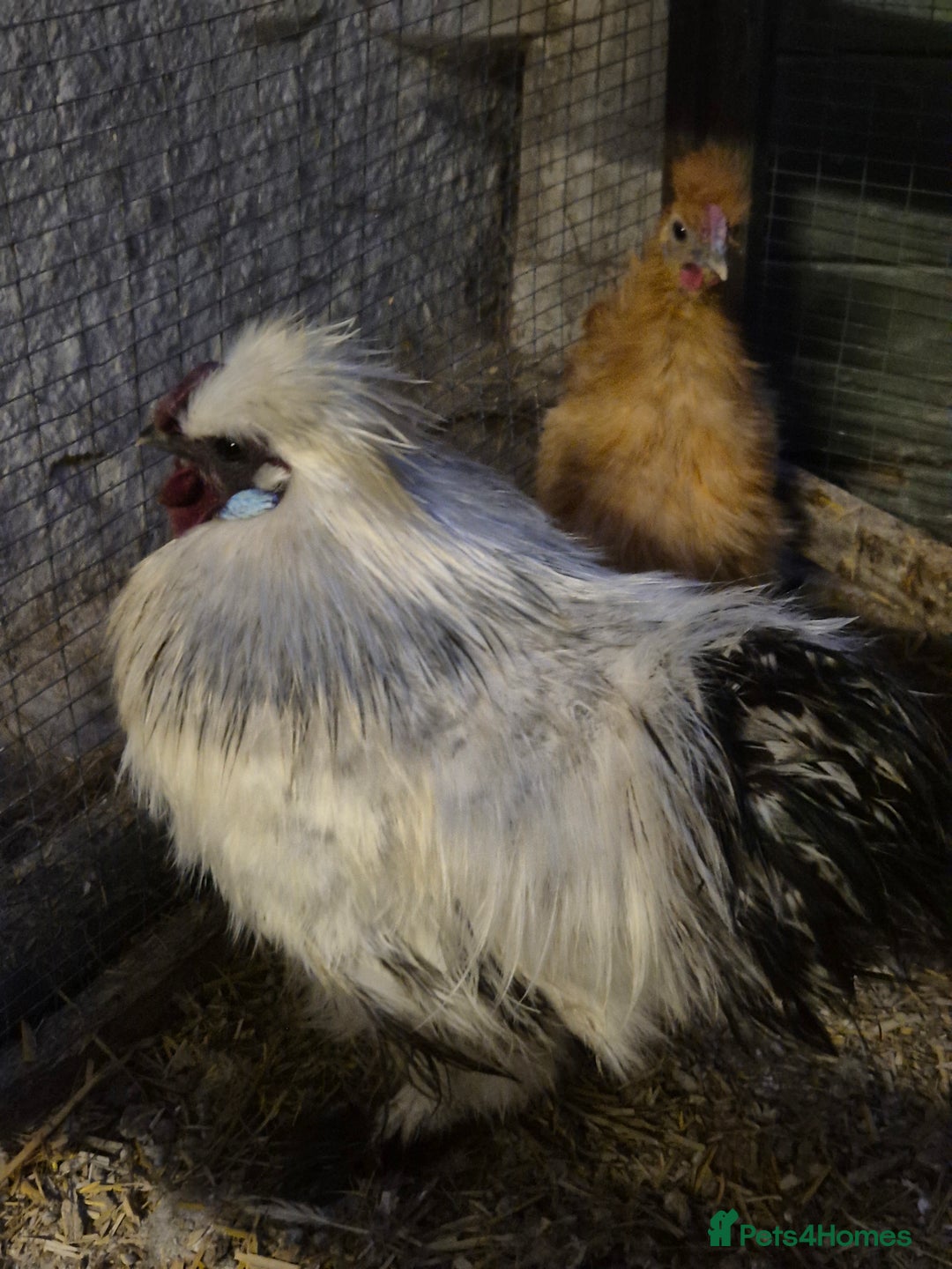 Hens poultry for sale: Silkie Cockerels - Image 3