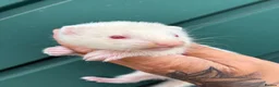 Ferret rodents for sale: Albino ferret kits  - Advert 2
