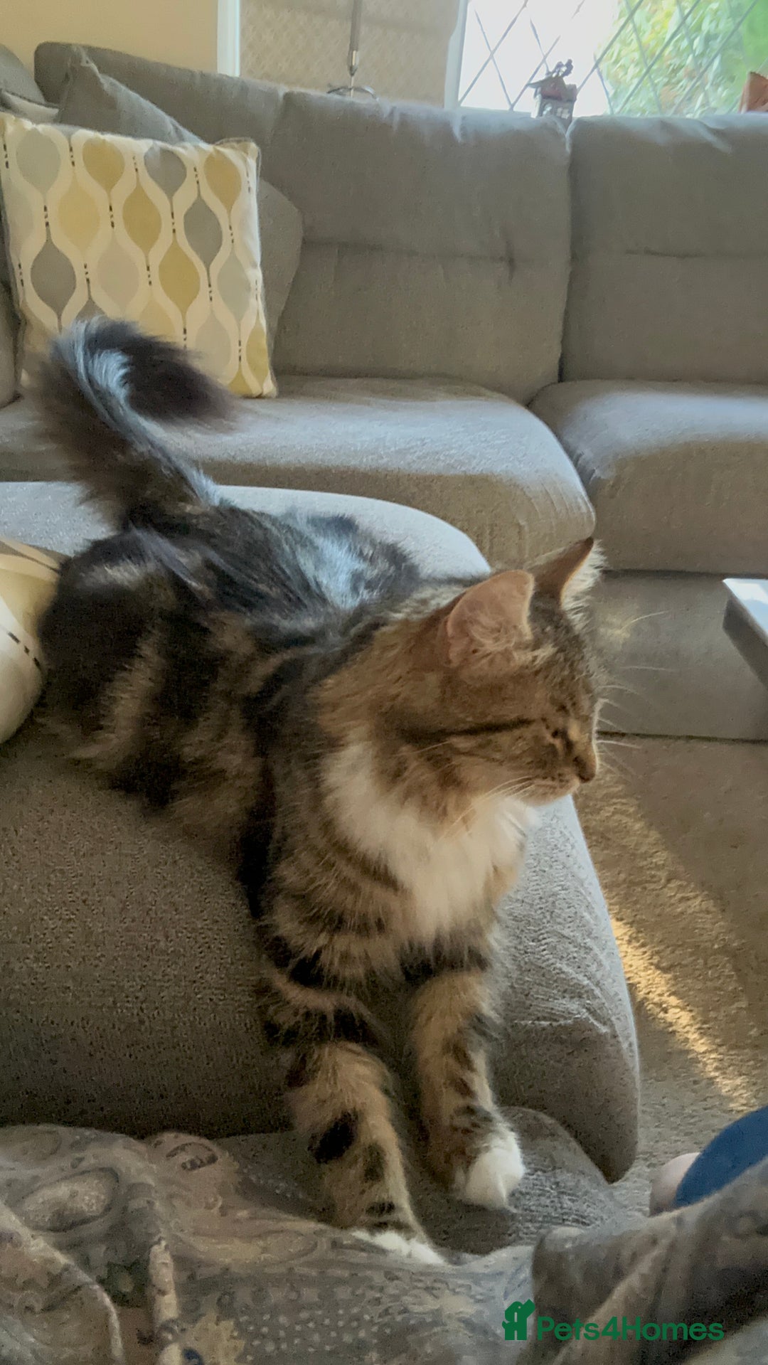 Maine Coon cats for sale: Female  shadow  - Image 6