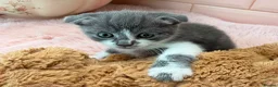 Scottish Fold cats for sale: Stunning Scottish fold & Selkirk Rex kitten  - Advert 7